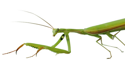 Praying Mantis