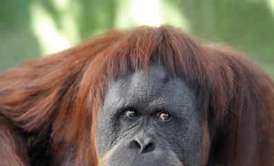 Orangutan's New Haircut