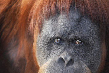 Orangutan in Thought