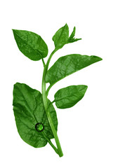 Vietnamese spinach