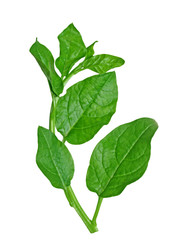 Obraz premium Malabar basella pinach