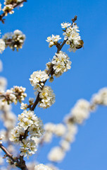 branch of apple tree