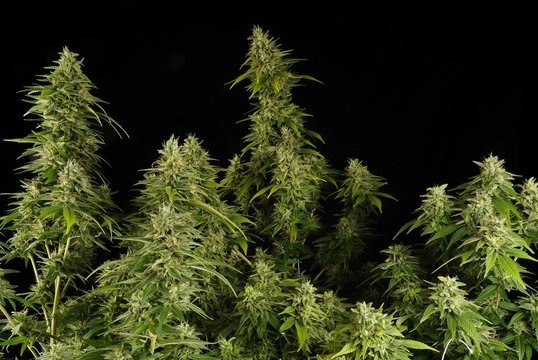 Ganja11