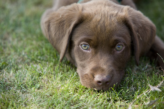 Chocolate Lab