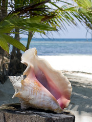 Conch Shell on the Carribean coastline