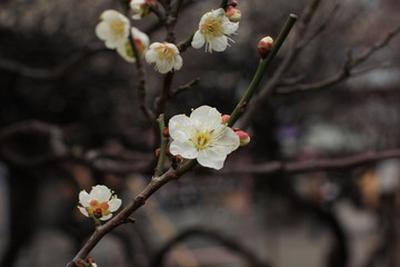 Obraz premium 小石川後楽園 梅