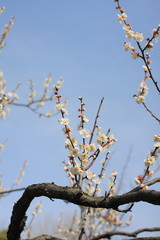 向島百花園