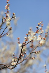 向島百花園　梅