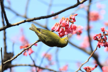 上野公園　桜と目白