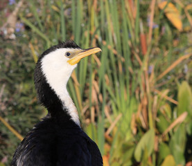portrait du cormoran