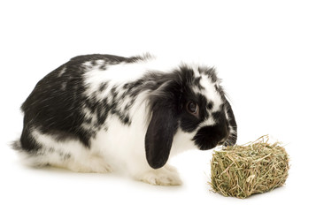 rabbit and hay on white background