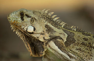 Iguana