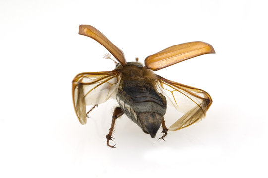 Maikaefer beim Start