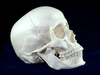 Schädel vor schwarzem Hintergrund freigestellt