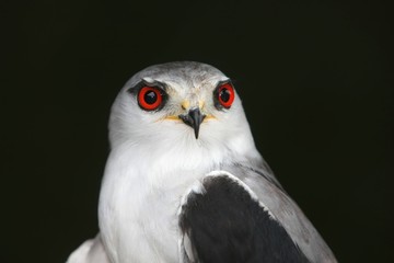 Kite - Black-Shouldered