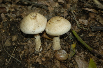 champignon
