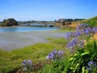 Moulin de Birlot sauvage