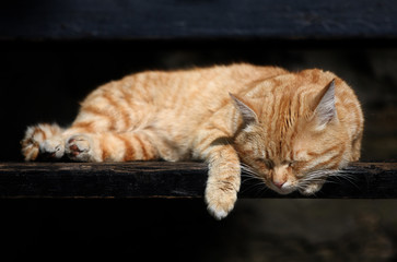 Ginger cat sleeping