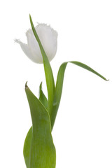 White tulip.