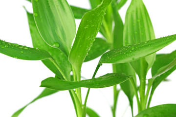 Obraz premium lucky bambou