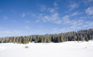 Obraz premium Winter beauty