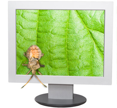 Bug and computer screen