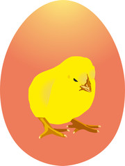 Yellow chicken on orange egg