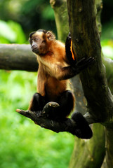 A little monkey in a tree at singapore zoo
