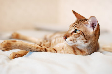 Oriental Shorthair Cat