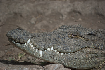 Kroko