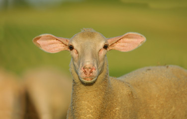 Obraz premium the sheep