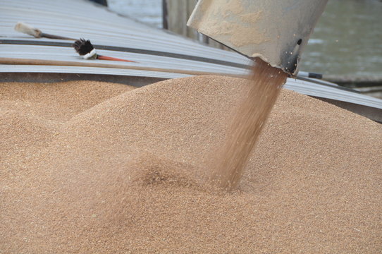 chargement de blé d'une péniche