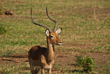 Obraz premium Impala