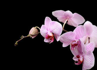 Orchidee Phalaenopsis 01