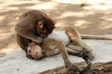 A money cleaning another's fur