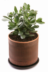 Crassula ovata in a clay pot