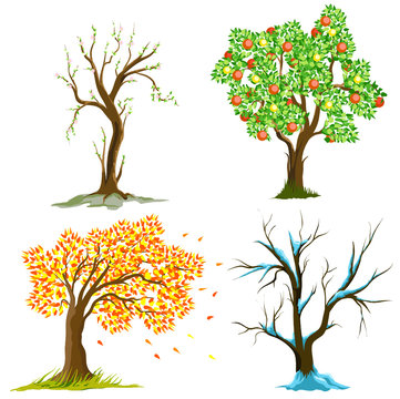 trees in seasons