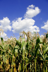 Field of Corn