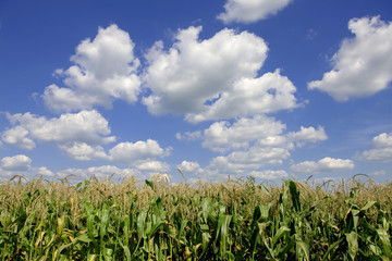 Corn Tasseling In Field