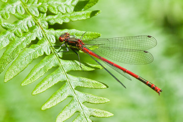Large Red damselfly
