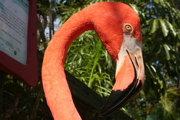 flamingo3