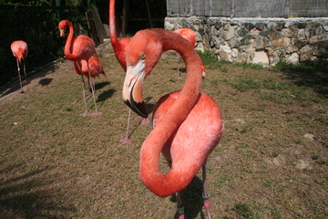 flamingo 2