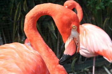 flamingo 1