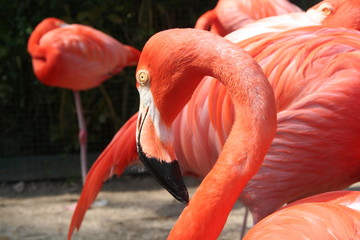 flamingo