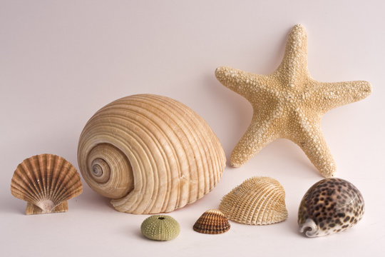 รูปภาพConchiglia – เลือกดูภาพถ่ายสต็อก เวกเตอร์ และวิดีโอ9,407 | Adobe ...