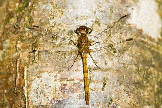Common Darter dragonfly