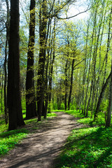 Fototapeta premium Spring park