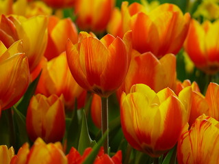Tulpen