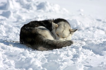 Husky dog sleeping in the snow