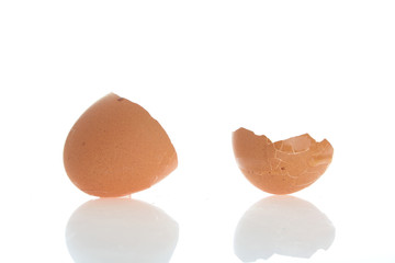 Chicken egg